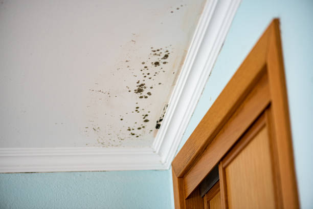 Crawl Space Mold Removal in Pomona, NJ